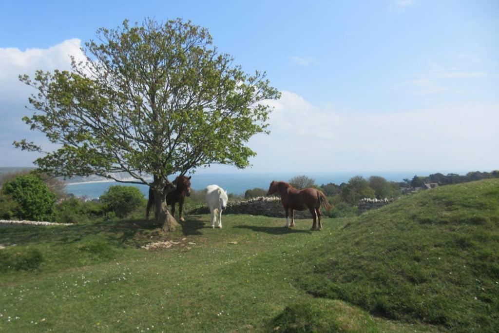 225 Buttercup Swanage Bay View - Vacation Home Buitenkant foto